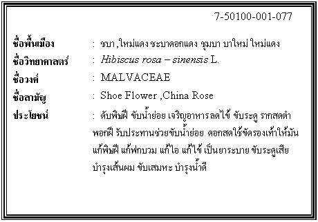 กล่องข้อความ: 7-50100-001-077 ชื่อพื้นเมือง : ชบา,ใหม่แดง ชะบาดอกแดง ชุมบา บาใหม่ ใหม่แดง ชื่อวิทยาศาสตร์ : Hibiscus rosa sinensis L. ชื่อวงศ์ : MALVACEAE ชื่อสามัญ : Shoe Flower ,China Rose ประโยชน์ : ดับพิษฝี ขับน้ำย่อย เจริญอาหาร ลดไข้ ขับระดู รากสดตำพอกฝี รับประทานช่วยขับน้ำย่อย ดอกสดใช้ขัดรองเท้าให้มัน แก้พิษฝี แก้ฟกบวม แก้ไอ แก้ไข้ เป็นยาระบาย ขับระดูเสีย บำรุงเส้นผม ขับเสมหะ บำรุงน้ำดี